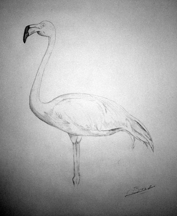 Flamingo